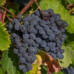 jackmac34-grapes-3662464_1920