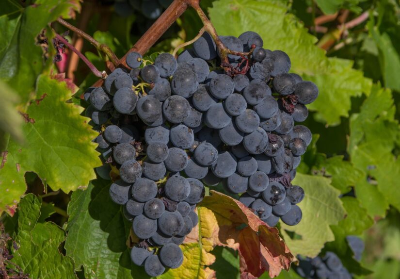 jackmac34-grapes-3662464_1920