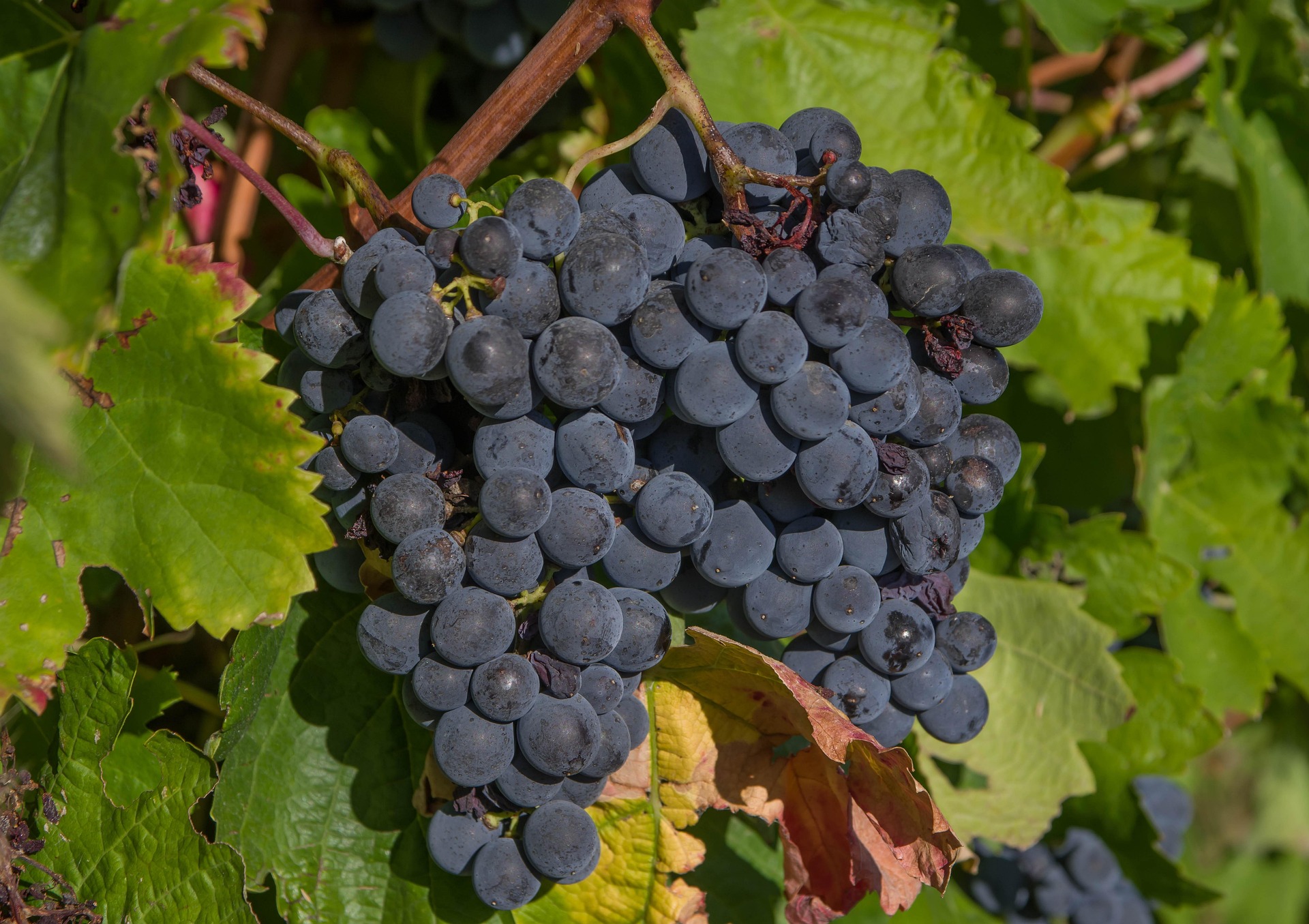 jackmac34-grapes-3662464_1920